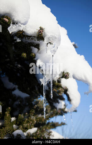 Stalaktiten in Tanne im winter Stockfoto