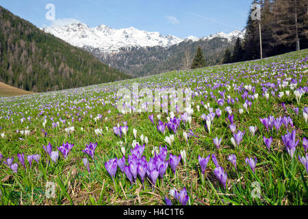 Krokus-Wiese vor schneebedeckten Bergen Stockfoto