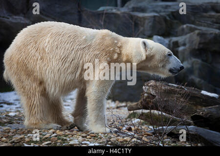 Eisbär im Schönbrunn Zoo, Wien, Österreich Stockfoto