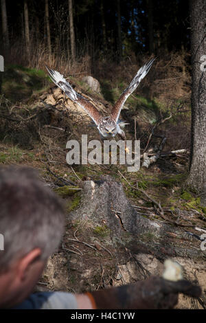 Eisenhaltiger Falke nähert sich einerseits der Falkner Stockfoto