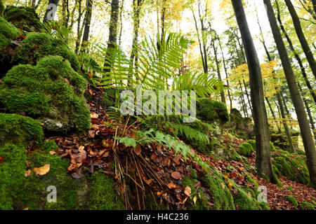Wurmfarn, Dryopteris Filix-Mas, Buchenwald, Copper Beech, Fagus Sylvatica, Herbst Stockfoto