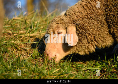 Hausschafe, Ovis Orientalis Aries, Portrait, Seitenansicht, Essen Stockfoto