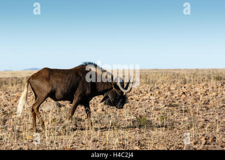 Einzelne schwarze Gnus Beweidung im Feld. Stockfoto