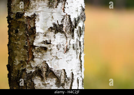 Birke, Betula Pendel, Stamm, Rinde, weiße, Herbst Stockfoto