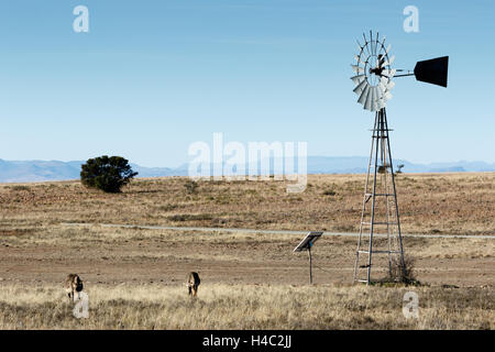 Bergzebras Beweidung im Feld in der Nähe der Windmühle. Stockfoto