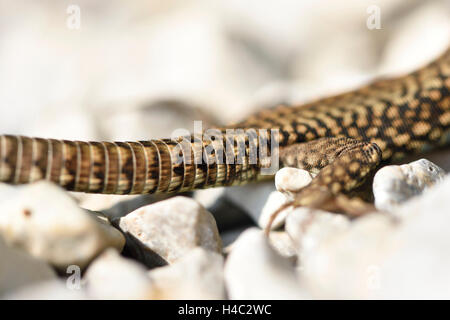 Wand-Eidechse Podarcis Muralis, Tail, Seitenansicht, detail Stockfoto