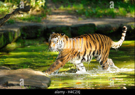 Sibirische Tiger, Panthera Tigris Altaica, Wasser, Seitenansicht, laufen Stockfoto