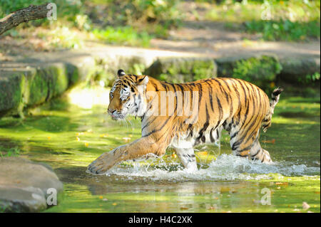 Sibirische Tiger, Panthera Tigris Altaica, Wasser, Seitenansicht, laufen Stockfoto