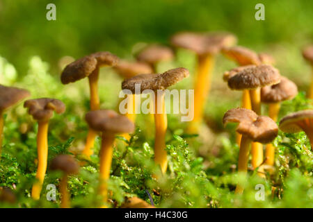 Gelbfußwallaby, Craterellus Tubaeformis, Eierschwämmen Infundibuliformis, Waldboden, Herbst Stockfoto