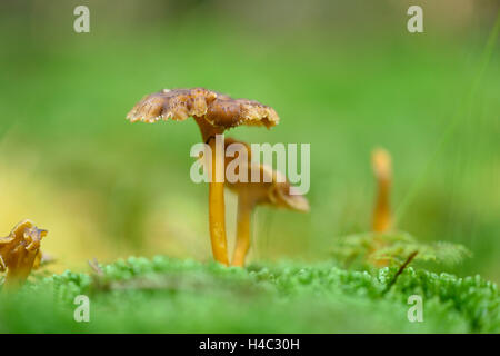 Gelbfußwallaby, Craterellus Tubaeformis, Eierschwämmen Infundibuliformis, Waldboden, Herbst Stockfoto