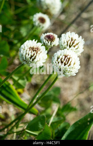 Trifolium Repens, weiß-Klee Stockfoto