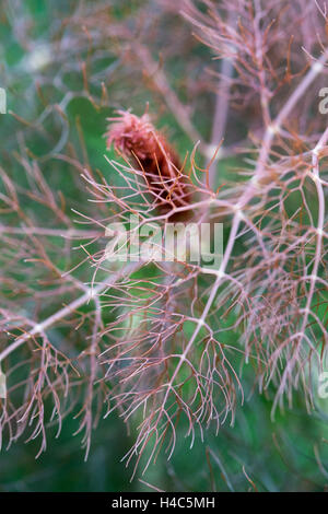 Fenchel-Laub, Nahaufnahme Detail (Foeniculum Vulgare 'Purpureum') Stockfoto