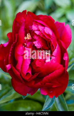 Paeonia "Buckeye Belle" Stockfoto