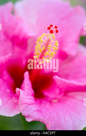 Hibiscus Rosa-Sinensis (chinesischer Hibiskus, China rose, Hawaiian Hibiscus, Shoeblackplant) Stockfoto