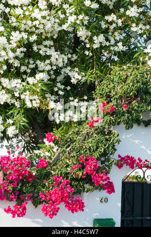 Oleander und Bougainvillea Pflanzen wachsen über weiße Wand in spanisches Dorf Stockfoto