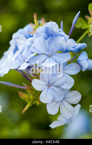 Plumbago Auriculata ("Kap-Leadwort") Stockfoto