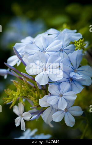 Plumbago Auriculata ("Kap-Leadwort") Stockfoto