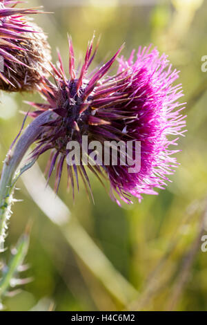 Blütenstandsboden Nutans, mit dem gemeinsamen Namen Nickende Distel, Distel nickte und nickte plumeless thistle Stockfoto