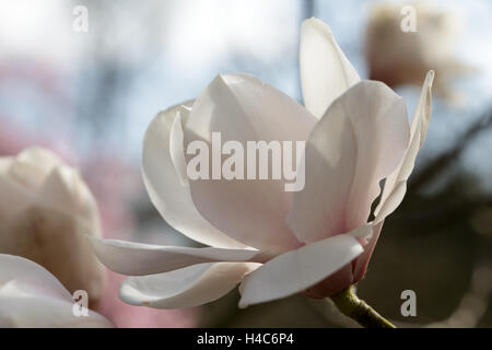 Magnolia salicifolia Stockfoto