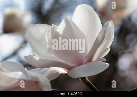 Magnolia salicifolia Stockfoto