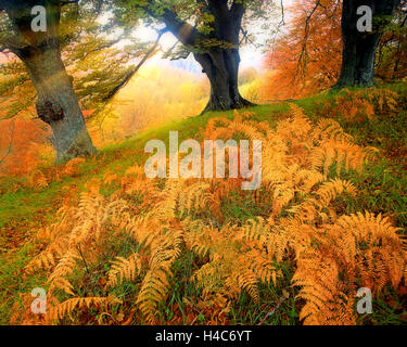 GB - Schottland: Herbst Bäume & Farne in Tayside Stockfoto