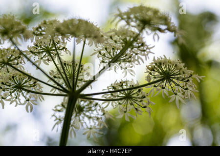 Heracleum Sphondylium, gemeinsamen Namen Bärenklau, gemeinsame Bärenklau oder Pastinake Kuh Stockfoto