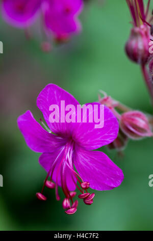 Geranium Macrorrhizum "Bevans Vielfalt" Stockfoto