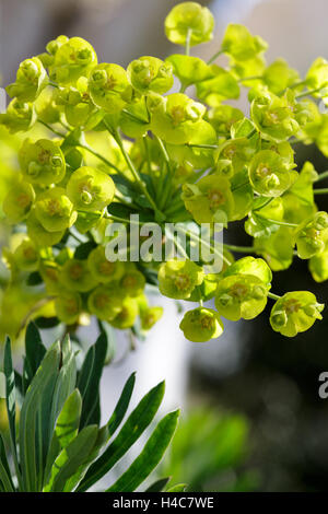 Euphorbia Characias "Goldbrook" Stockfoto