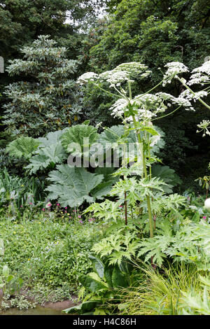Heracleum Mantegazzianum (Bärenklau, Wagenrad-Blume, riesige Kuh Pastinake, Hogsbane oder riesige Kuh Petersilie) Stockfoto