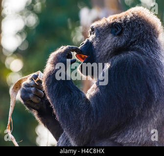 Weibliche Flachlandgorilla gefangen im Sonnenlicht, London, UK. Stockfoto