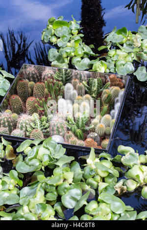 Schwimmende Betten von Kakteen in einem dunklen Pool, The World Vision Garten., Chelsea Flower Show 2015 Stockfoto