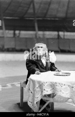 Ein Affe in der Manege in Einem Karlsbader Zirkus, 1930er Jahre Deutsches Reich. Ein Affe in der Manege im Zirkus in Karlsbad, Deutschland der 1930er Jahre Stockfoto