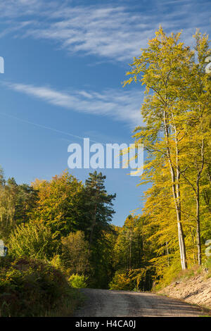 Herbstmorgen im Wald, Gdynia, Polen. Stockfoto