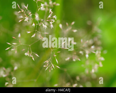 POA Pratensis, Wiesenrispengras, Wiese Rasen Stockfoto