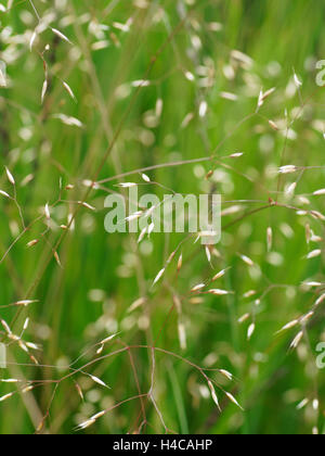 POA Pratensis, Wiesenrispengras, Wiese Rasen Stockfoto