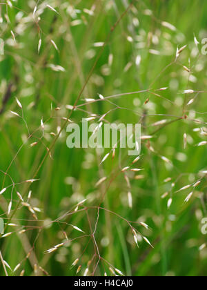 POA Pratensis, Wiesenrispengras, Wiese Rasen Stockfoto