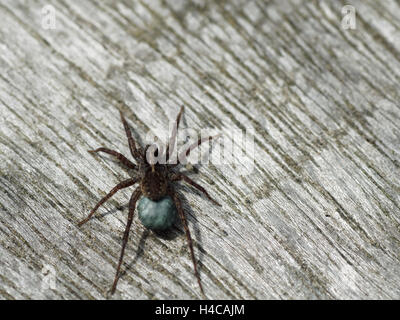 Wolf Spinne (Pardosa SP.) Ei Sac. Blaue Seide Sac mit Eiern befestigt Spinarets weibliche Spinne in der Familie Lycosidae Stockfoto