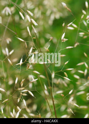 POA Pratensis, Wiesenrispengras, Wiese Rasen Stockfoto