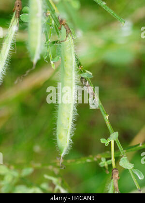 Pod Spartium Junceum Stockfoto