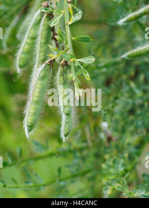 Pod Spartium Junceum Stockfoto