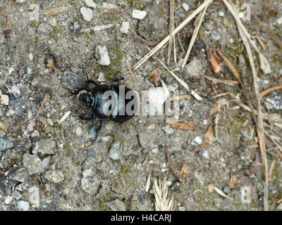 Anoplotrupes Stercorosus, Geotrupes Stercorosus, gemeinsame Dor Beetle, Geotrup, Alpen, Frankreich Stockfoto