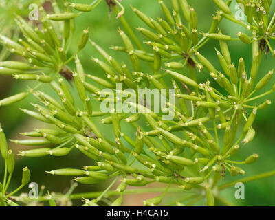 Spignel, Meum Athamanticum, Alpen, Frankreich Stockfoto