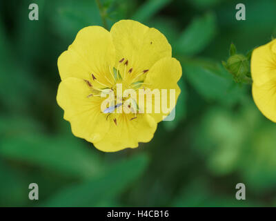 Avens (Geum Montanum), blühen, Alpen, Frankreich Stockfoto