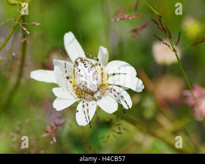 Aculepeira Ceropegia, Alpen, Frankreich Stockfoto