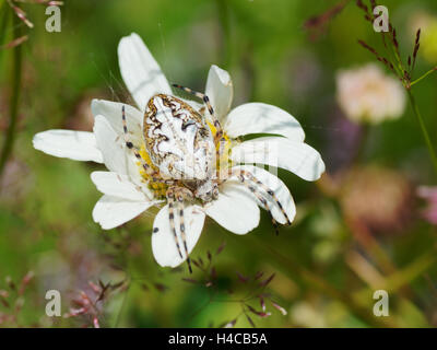 Aculepeira Ceropegia, Alpen, Frankreich Stockfoto