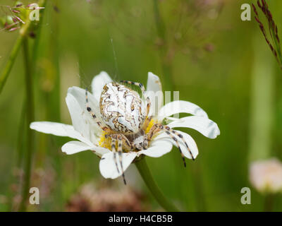 Aculepeira Ceropegia, Alpen, Frankreich Stockfoto