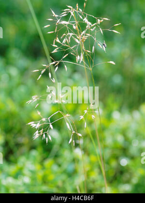 POA Pratensis, Wiesenrispengras, Wiese Rasen Stockfoto