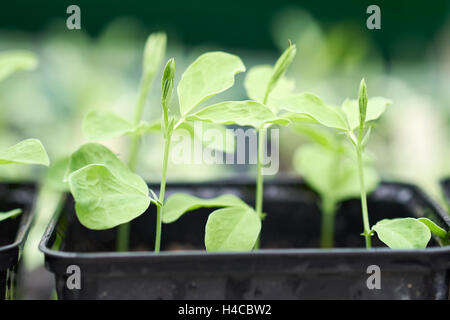 Sweet Pea "Old Spice" Sämlinge wachsen in Kunststoff Pflanze-Töpfe in einem Gewächshaus, UK. Stockfoto