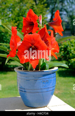 Amaryllis Hippeastrum, Variation "Cape Town", Blüte rot, Topfpflanze, Gartenterrasse Stockfoto