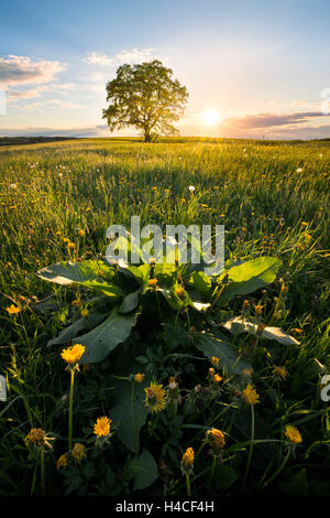 Deutschland, Bayern, Augsburg county, ländlich, idyllisch, westliche Wälder Naturpark, Wiese, grün, Frühling, Sonne, Gegenlicht, Stockfoto